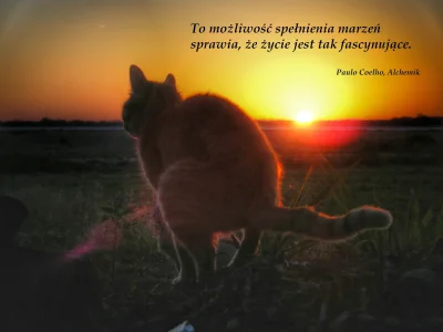 S.....f - #motywacja #marzenia #paulocoelho #heheszki #humorobrazkowy