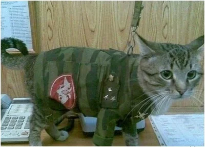 pm85 - @Koller:


 Kot wita swojego pana po powrocie z misji wojskowej

Tytuł jest tr...