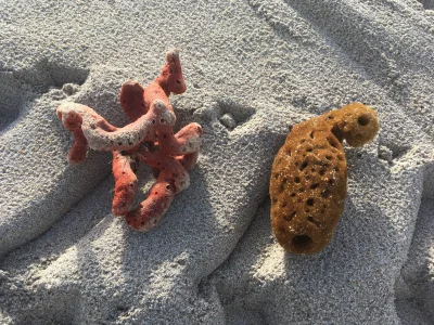 PierreDoletz - Trochę wiatru i ciekawe rzeczy na plaży można znaleźć #ocean #floryda