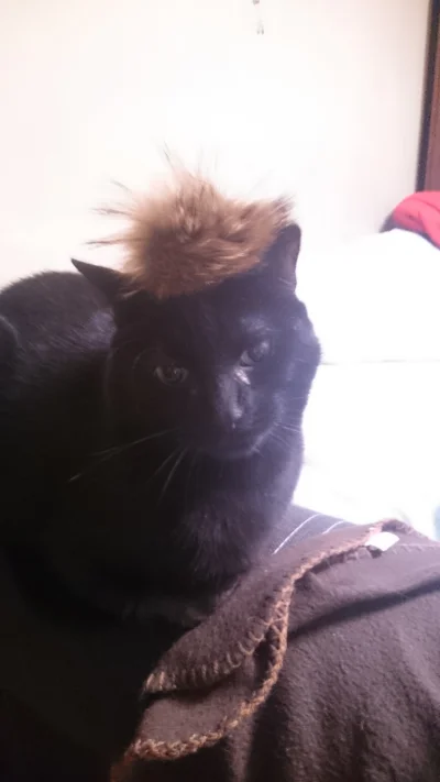 TheTratch - Kot ze swoją ulubioną zabawką na głowie.
SPOILER
#pokazkota #koty #smie...