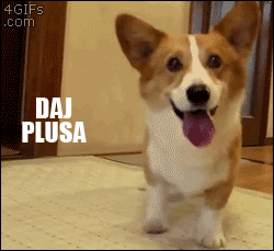 karga - #smiesznypiesek #dajplusa #zebrajo #gif #humorobrazkowy #kargacontent