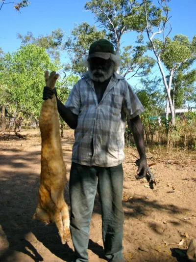 PlonacaZyrafa - @Stanelli: Ciekawostka - w Australii maja epidemie zdziczalych kotow,...