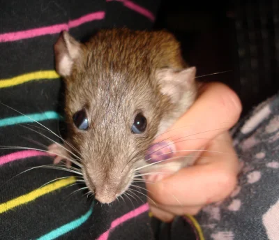 megson91 - KISNĘ XD
przepraszam, czy mój szczur jest trochę normalny?
#smiesznypies...