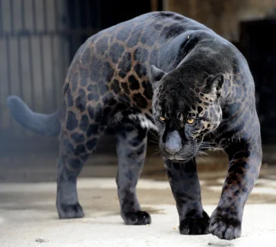 vforvendetta - Geny z napędem hybrydowym czyli Jaglion (Male Jaguar + Female Lion) :)...