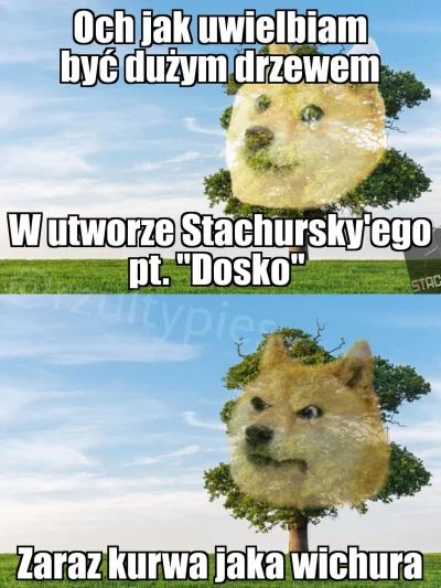 W.....r - #heheszki #literatura #humorobrazkowy #meme #memy #doggo #smiesznypiesek #s...