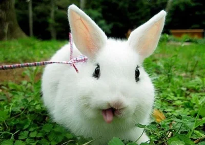 a.....c - Królik na dziś: 
#krolik #smiesznypiesek #pokazkrolika #zwierzaczki #bunny
