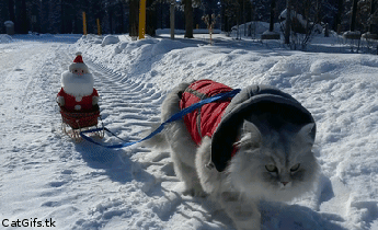 ms_brownie - santa claus coming to the town (｡◕‿‿◕｡)
#kot #smiesznypiesek #gif #hehe...