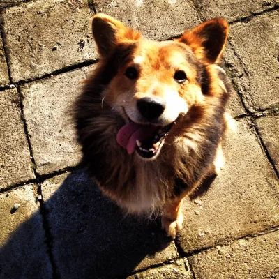 oliwelle - hej Mirki #help , mam mega prośbę! #pies którego kocham szuka człowieka! M...