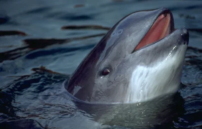 b.....i - Morświn. Słodki "delfin" z wodogłowiem.
Polecam - @botLigaNauki
#mikrorek...