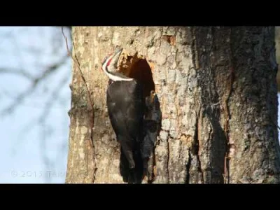 starnak - Timelapse of a Pileated Woodpecker creating a cavity