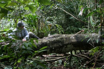 mayek - Wszystkim oburzonym widokiem powalonych drzew proponuję wizytę w dżungli amaz...