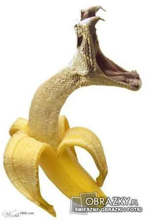 MrRuby - #kuchnia #banan #zdrowie

Miraski, jak to w końcu jest z tą końcówką banan...