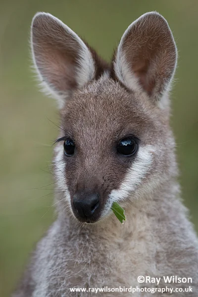 likk - zamiast powitania słów #porannaporcja nadobnych kangurów

Kangur nadobny (Ma...