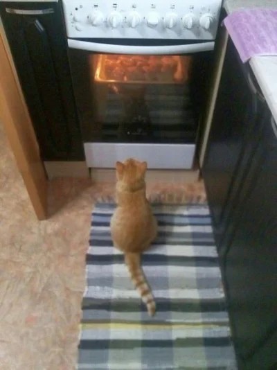 janushek - Kot już czeka na swoją kolej ( ͡° ͜ʖ ͡°)
#koty #kitku