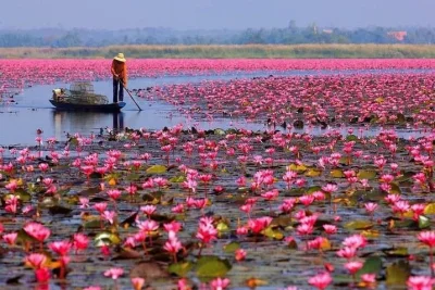 kono123 - Czerwone Lotusy, Udonthani, Tajlandia

#earthporn #ciekawostki #podroze #...