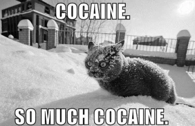 dlugi - @siostramuminka: koty lubio kokaine