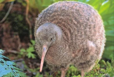 Lange - @Chodtok: Jedyne Kiwi jakie szanuje