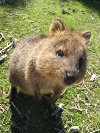 robincaraway - #quokkanadzis jest już ponad 300. obserwujących ᕙ(⇀‸↼‶)ᕗ


wołam do...