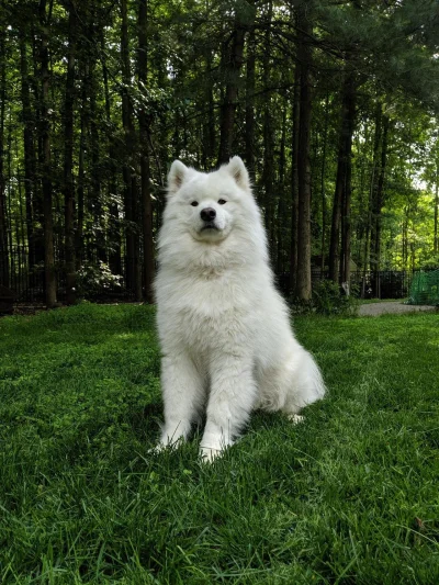 Juran - #juranzwierzaczki #zwierzaczki #smiesznypiesek #pieskiemordy #samoyed