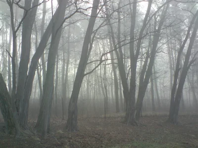 buszek - #zakamarkitelefonu

Mglisty poranek w lesie, z tego dnia pamiętam tylko tyle...