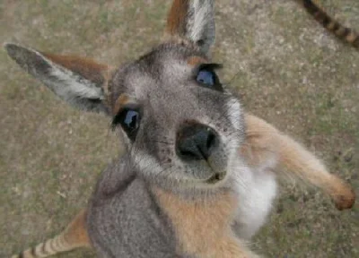sinusik - #ciekawostki #kangury #smiesznypiesek 

Kangury są jedynymi dużymi zwierz...