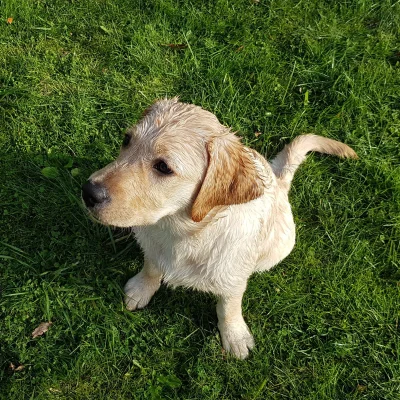 Strus - Mój labrador się zachowuje identycznie jak widzi dowolne zwierze na czterech ...