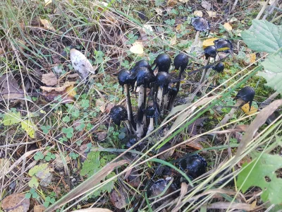 PrimoUltimo - Mirki dzis spacerując po lesie znalazłem takie grzyby jak w obrazku , w...