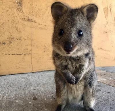 aloszkaniechbedzie - #dziendobry jestem sobie mała kłoczka

#quokkanadzis #quokka #zw...