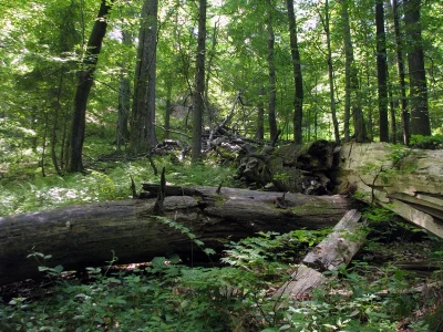 Thon - Polecam znalezisko: Dlaczego martwe świerki są potrzebne w Puszczy Białowieski...