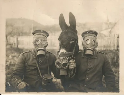 HaHard - Niemieccy żołnierze i ich muł w maskach przeciwgazowych
Około 1916

#haco...