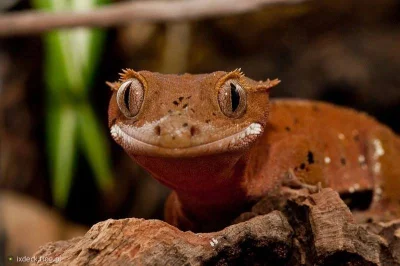 GraveDigger - Uwielbiam gekony orzęsione (Correlophus ciliatus). Są takie piękne (｡◕‿...