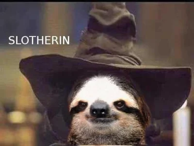 smatthy - #leniwiec #sloth