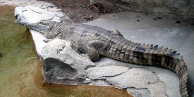 GraveDigger - @rimyi: Oprócz gawiala, na zdjęciu w znalezisku, istnieje też krokodyl ...