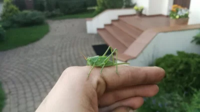 ziemniag - Tez ostatnio spotkalem XD