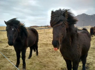 Karaolina - Islandzkie konie
#konie #islandia #smiesznypiesek #heheszki