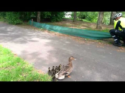 starnak - Uratowanie rodziny kaczek przekraczającej ruchliwą ulicę w Kolonii