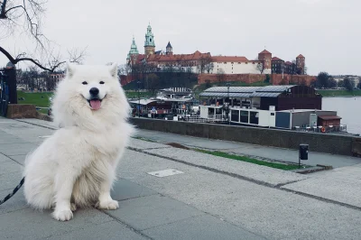 el_rupert - Uśmiechnięta mordeczka pozdrawia! (｡◕‿‿◕｡) 
#samoyedhiro 

SPOILER