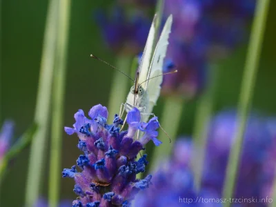 MagicPiano222 - Portret na lawendzie

#fotografia #przyroda #natura #kwiaty #motyle...