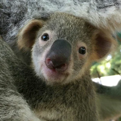 Najzajebistszy - Gdy udajesz przed mamą niewinną koale. ʕ•ᴥ•ʔ

#koala #koalowabojowka...
