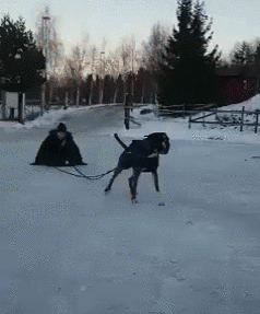 Prokurator_Bluewaffles - #smiesznypiesek 
#gif #heheszki