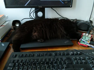 pesotto - Kurde, potrzebuje skorzystać z laptopa a kicia ciągle śpi, co robić?
#koty ...