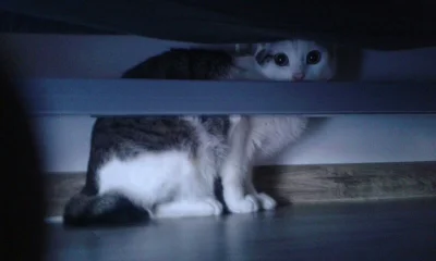 jedrek_masta - Wypoki oto i on #kot Korek. Narazie siedzi pod kanapą i się boi. Przej...