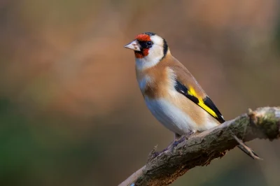 angelosodano - Szczygieł (Carduelis carduelis)_
#vaticanouccello #szczygiel #wikiped...