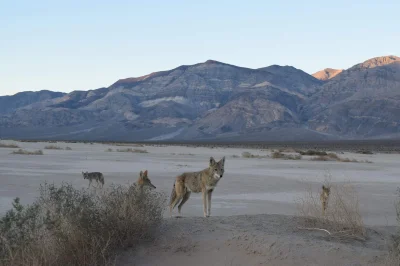 pawlucky - Uchwycone przeze mnie stado dingo w death Valley #usa #fotografia trochę #...