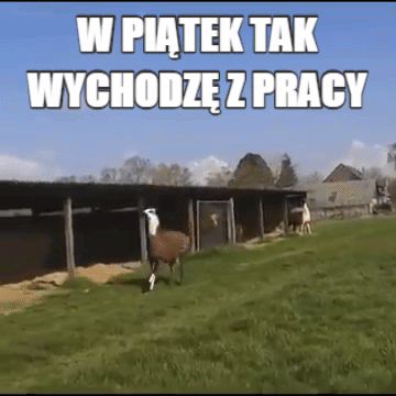 ZebrowatyJG - Tak bym to widział ( ͡° ͜ʖ ͡°)
#pracbaza #heheszki