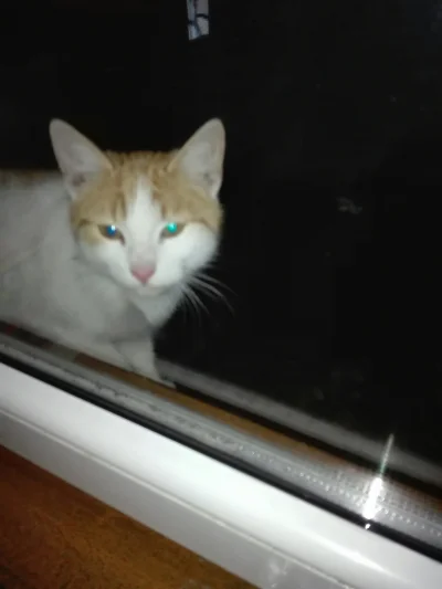 Hulajduszoboszlo - Kotek siedzi mi pod oknem, wpuścilem go i chyba zostaniemy najleps...