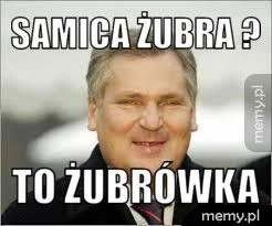 Rymbaba - #zubr #aferazubrowa #kwasniewski