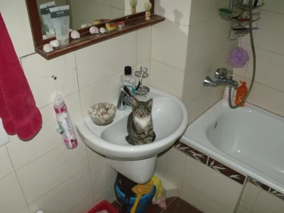 Nightcrawler1609 - Koty rasa łazienkowa niepospolita. 
#koty #kot #kotnadzis