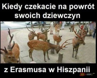 L.....N - #humorobrazkowy #erasmus #niebieskiepaski #przegryw