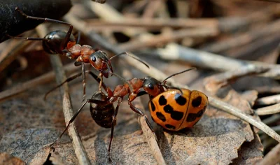 biuna - #zdjeciabybiuna #fotografia #makro #mrowka 



Obiad podano!